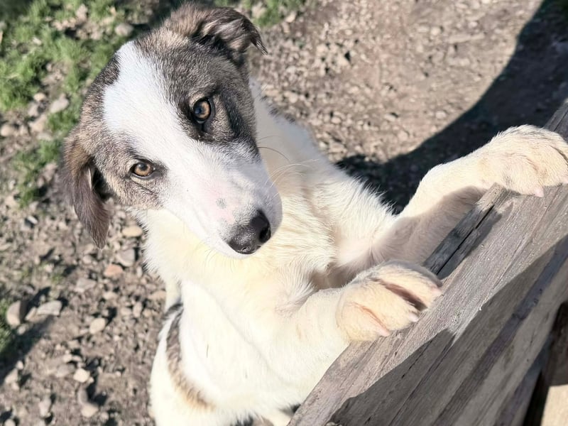 Ricky - Kleine Fellnase mit großem Herzen sucht Dich❤️
