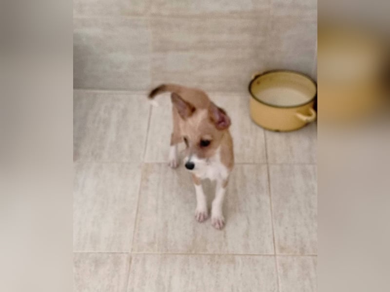 Scruffy – kleiner Welpe sucht ein liebevolles Zuhause ❤