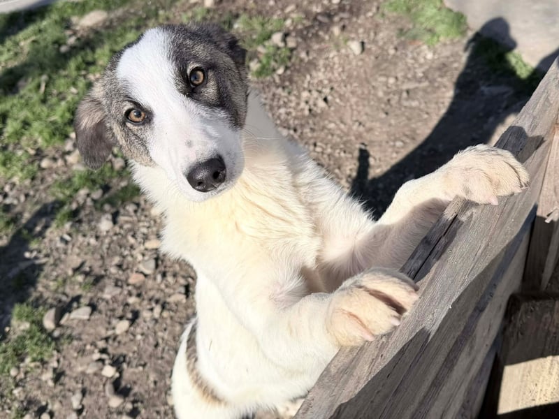Ricky - Kleine Fellnase mit großem Herzen sucht Dich❤️