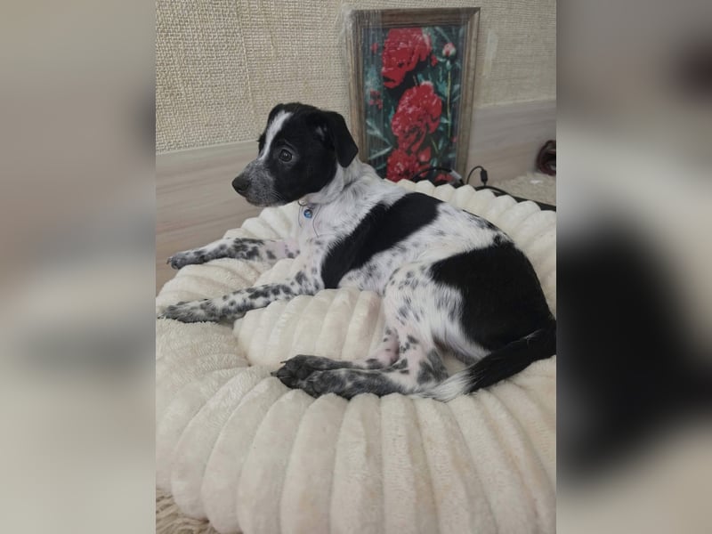 Kleiner Logan sucht sein Für-immer-Zuhause -❤