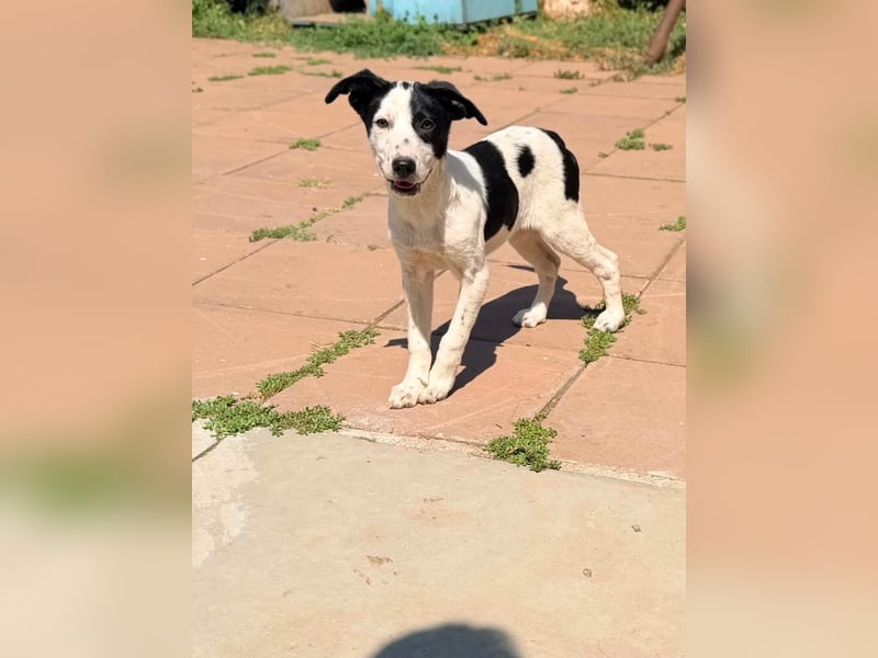 Die kleine Inara sucht ihr Zuhause ❤