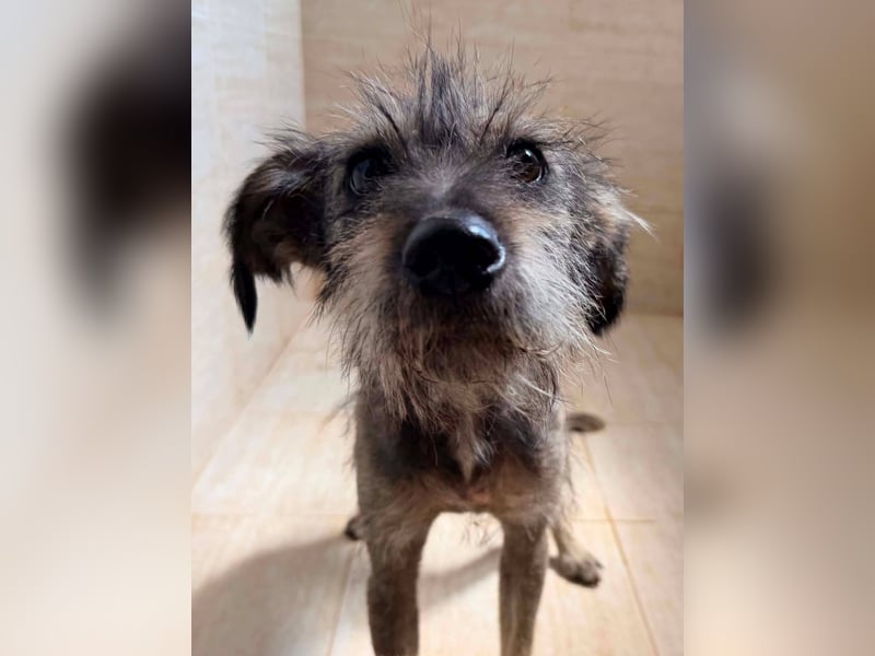 Suki - tapfere Hundemama sucht liebevolles Zuhause ❤