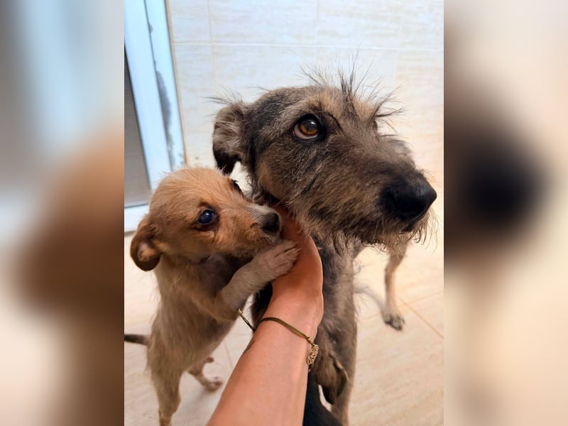 Suki - tapfere Hundemama sucht liebevolles Zuhause ❤