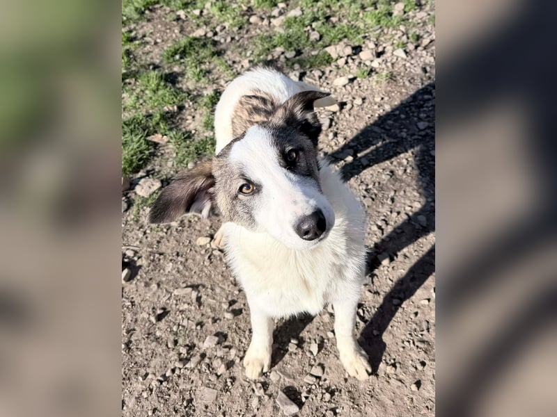 Ricky - Kleine Fellnase mit großem Herzen sucht Dich❤️
