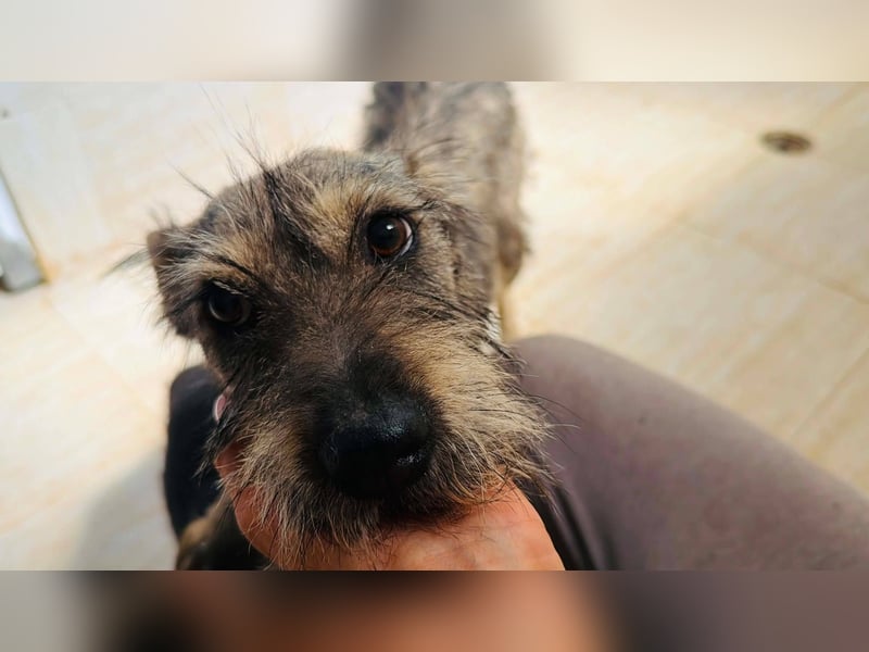 Suki - tapfere Hundemama sucht liebevolles Zuhause ❤