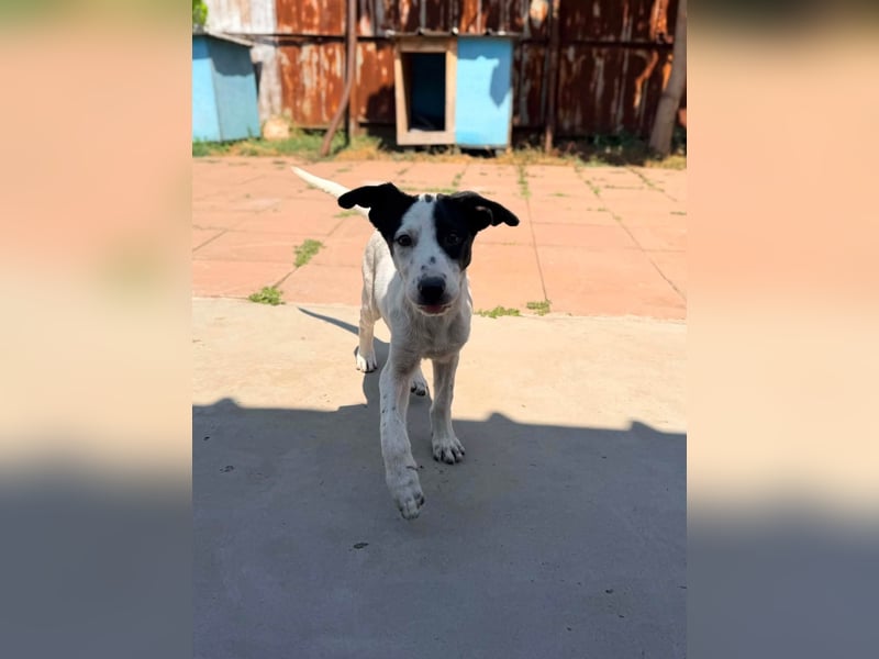Die kleine Inara sucht ihr Zuhause ❤