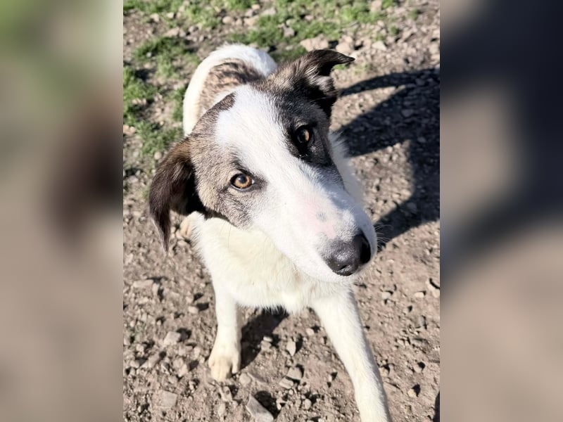 Ricky - Kleine Fellnase mit großem Herzen sucht Dich❤️