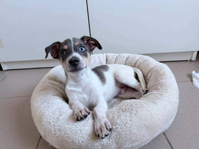 Perry auf der Suche nach seinem Glück ❤