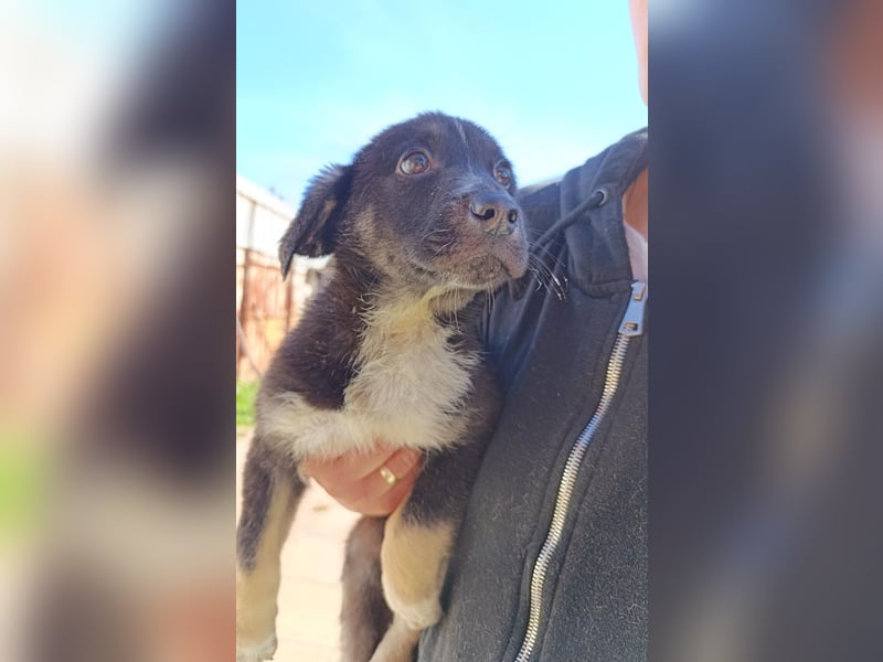 Freddy ein liebenswerter Welpe sucht seine Menschen
