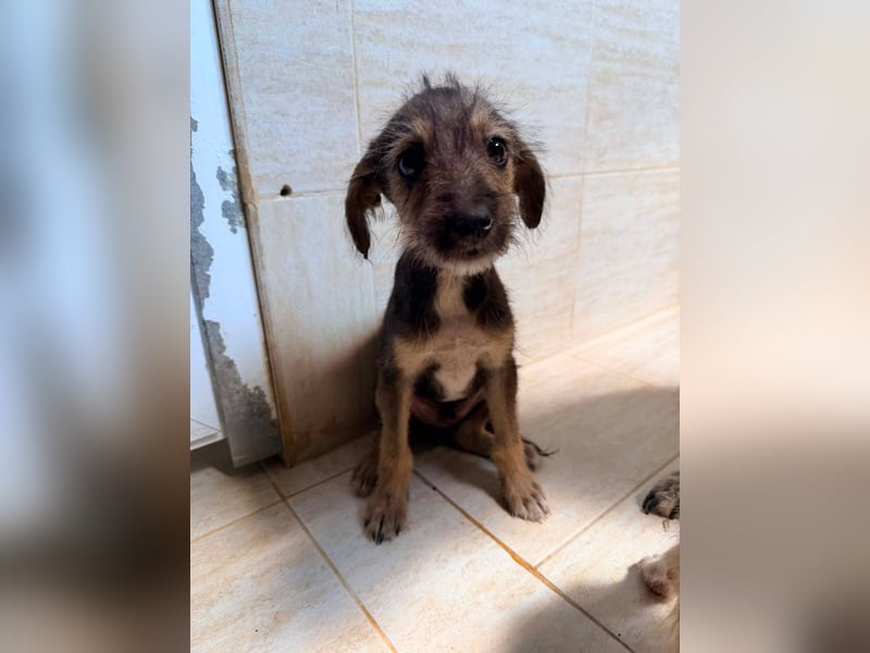 Scottie auf der Suche nach seinem großen Glück ❤
