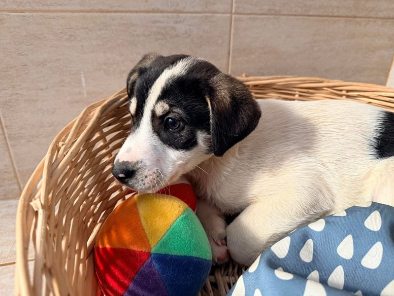 Kleiner Ivo sucht liebevolles Zuhause❤️