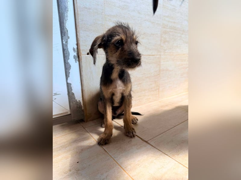 Scottie auf der Suche nach seinem großen Glück ❤