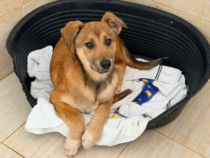 Kiki - liebevolles Zuhause gesucht ❤️