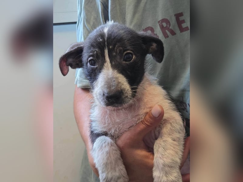 Queenie - auf der Suche nach ihrem Glück ❤