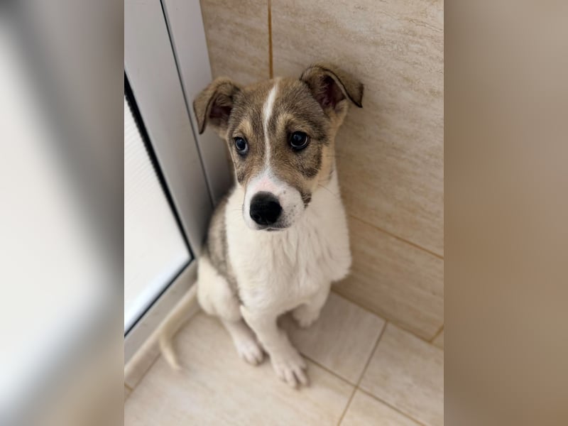 Lando sucht sein Für-immer-Zuhause ❤️