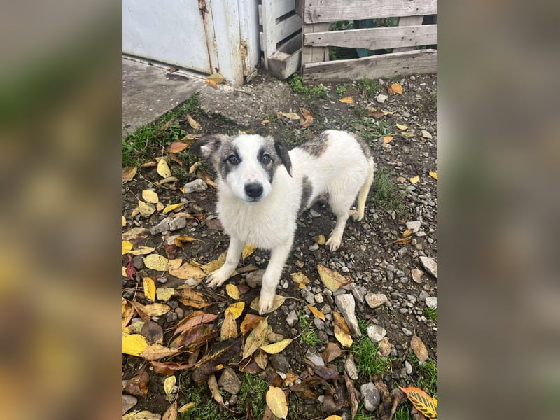 Ricky - Kleine Fellnase mit großem Herzen sucht Dich❤️