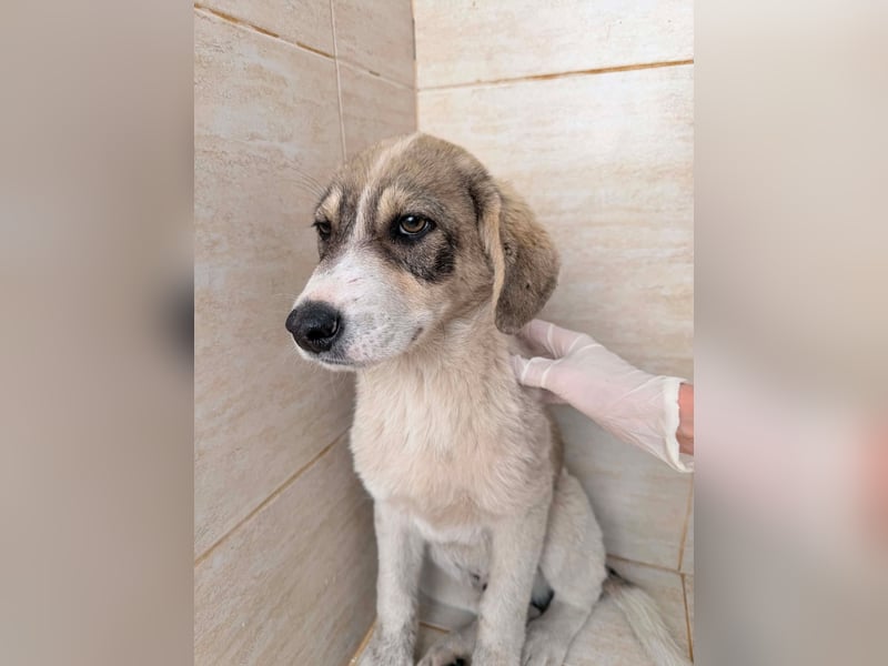 Liron – kleiner Schatz auf Familiensuche ❤
