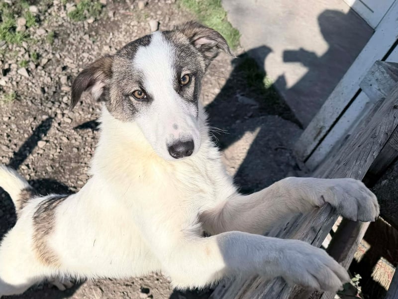 Ricky - Kleine Fellnase mit großem Herzen sucht Dich❤️