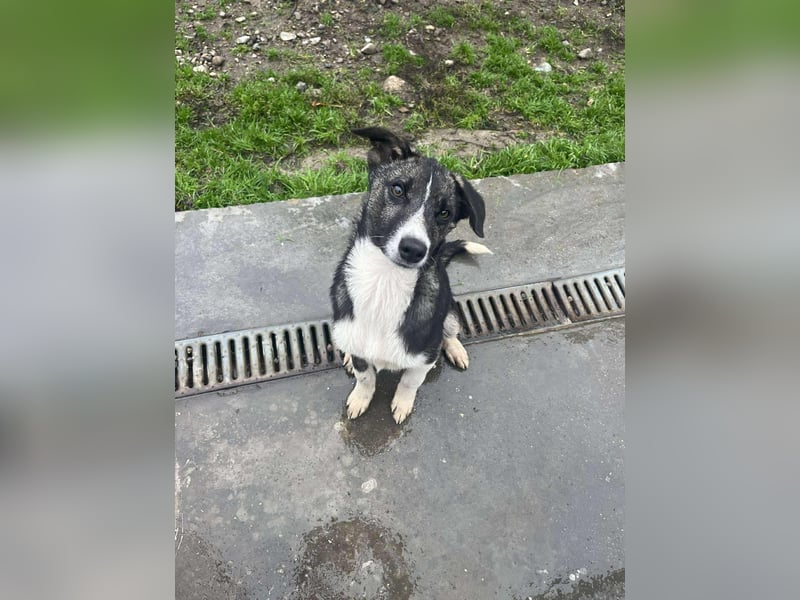 Raiko - Kleiner neugieriger Schatz auf der Suche nach liebevollen Menschen ❤️