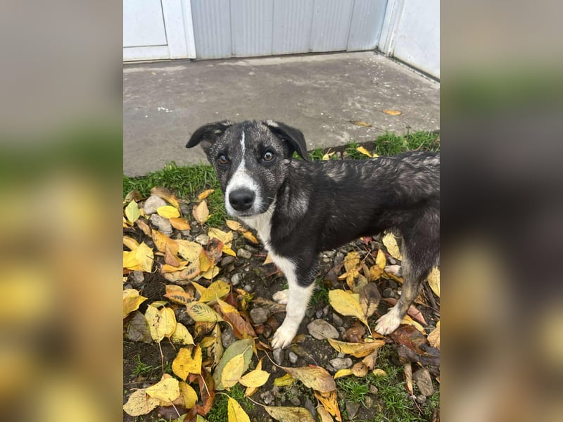 Raiko - Kleiner neugieriger Schatz auf der Suche nach liebevollen Menschen ❤️