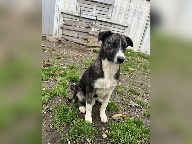 Raiko - Kleiner neugieriger Schatz auf der Suche nach liebevollen Menschen ❤️