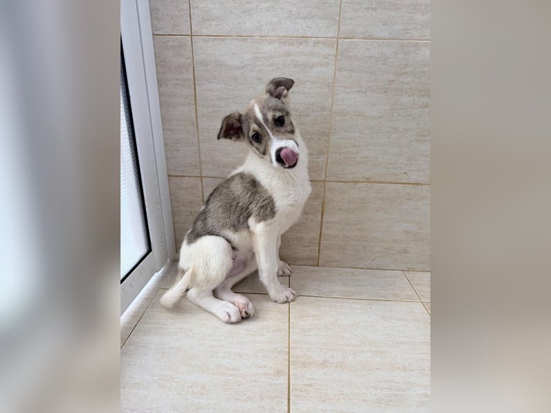Lando sucht sein Für-immer-Zuhause ❤️