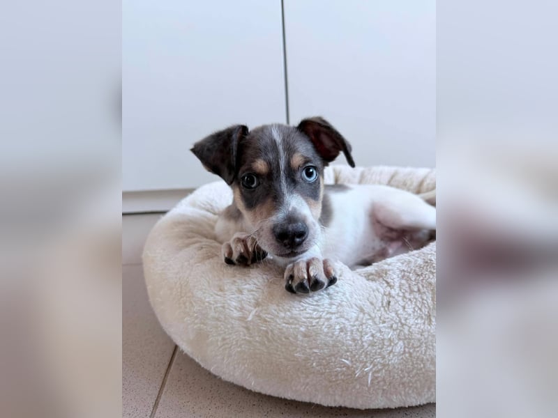 Perry auf der Suche nach seinem Glück ❤