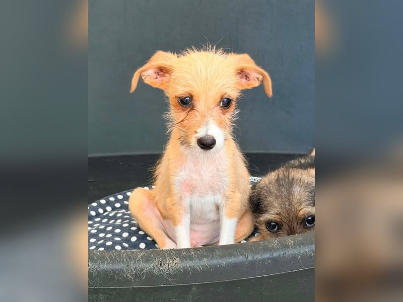 Scruffy – kleiner Welpe sucht ein liebevolles Zuhause ❤