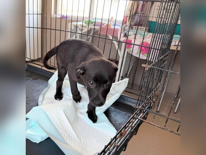 Remo – kleiner Schatz sucht ein sicheres Zuhause ❤