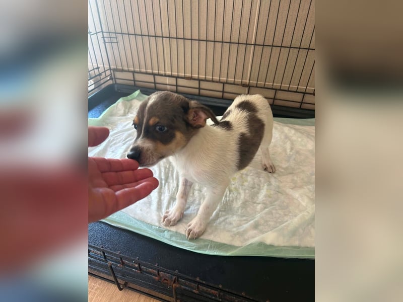 Perry auf der Suche nach seinem Glück ❤