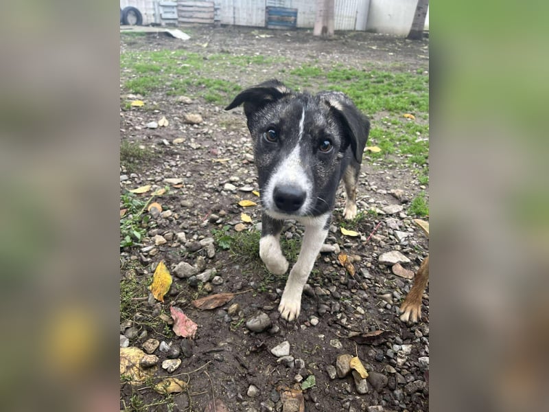 Raiko - Kleiner neugieriger Schatz auf der Suche nach liebevollen Menschen ❤️