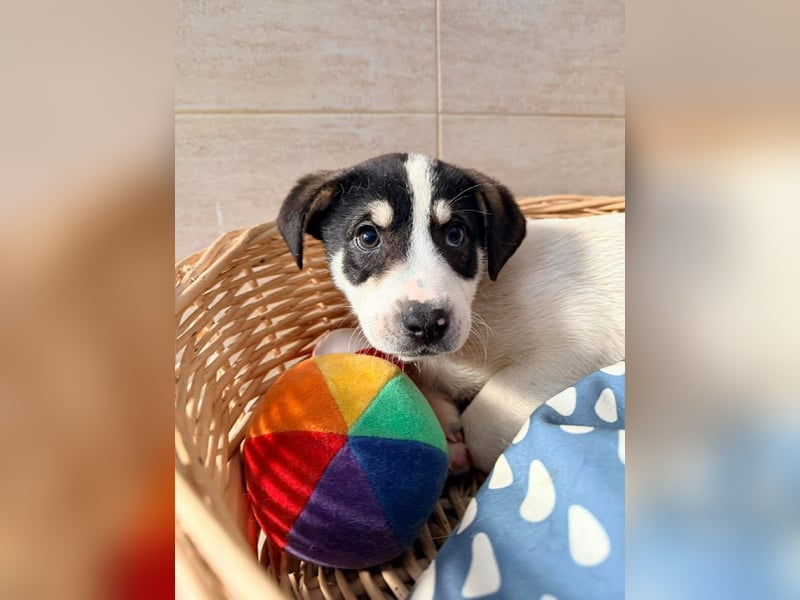 Kleiner Ivo sucht liebevolles Zuhause❤️