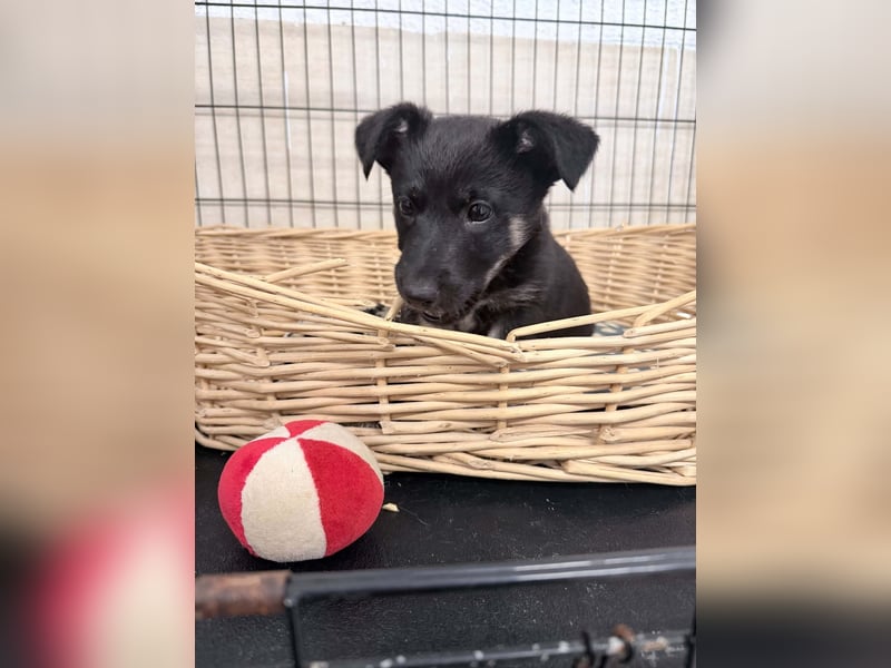 Mojo sucht sein Glück ❤️