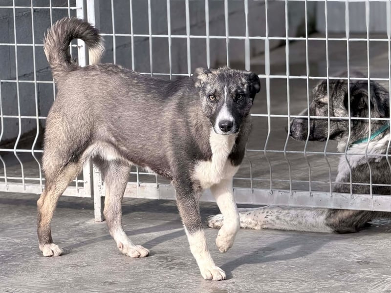Raiko - Kleiner neugieriger Schatz auf der Suche nach liebevollen Menschen ❤️