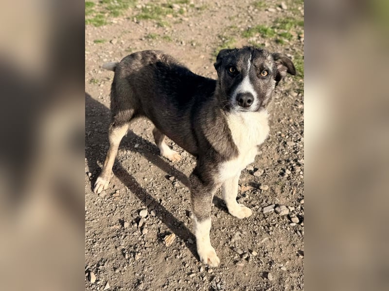 Raiko - Kleiner neugieriger Schatz auf der Suche nach liebevollen Menschen ❤️