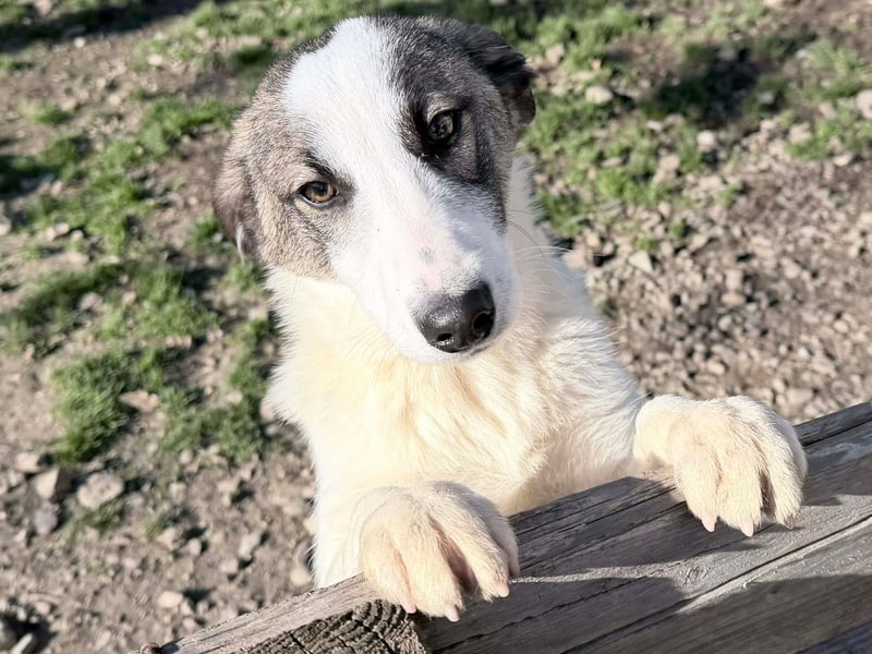 Ricky - Kleine Fellnase mit großem Herzen sucht Dich❤️