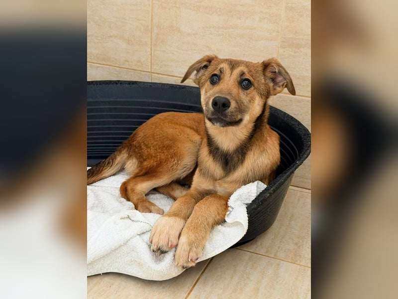 Kiki - liebevolles Zuhause gesucht ❤️