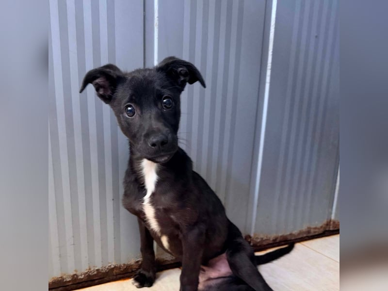 Remo – kleiner Schatz sucht ein sicheres Zuhause ❤