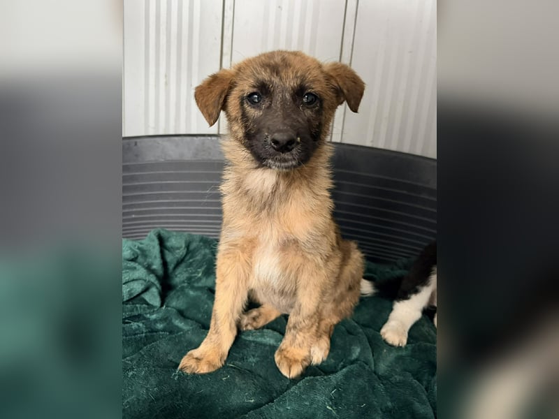 Ida - Kleines Welpenmädchen sucht liebevolles Zuhause ❤