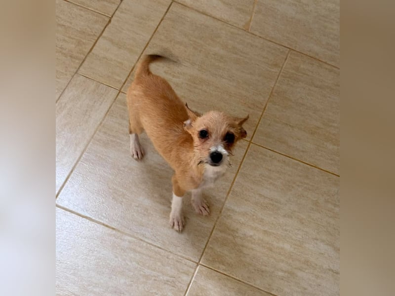 Scruffy – kleiner Welpe sucht ein liebevolles Zuhause ❤