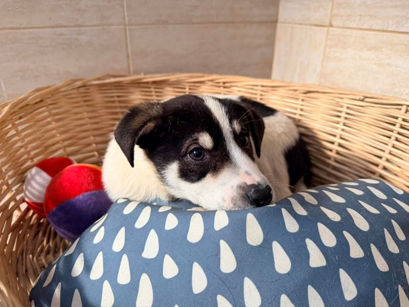 Kleiner Ivo sucht liebevolles Zuhause❤️