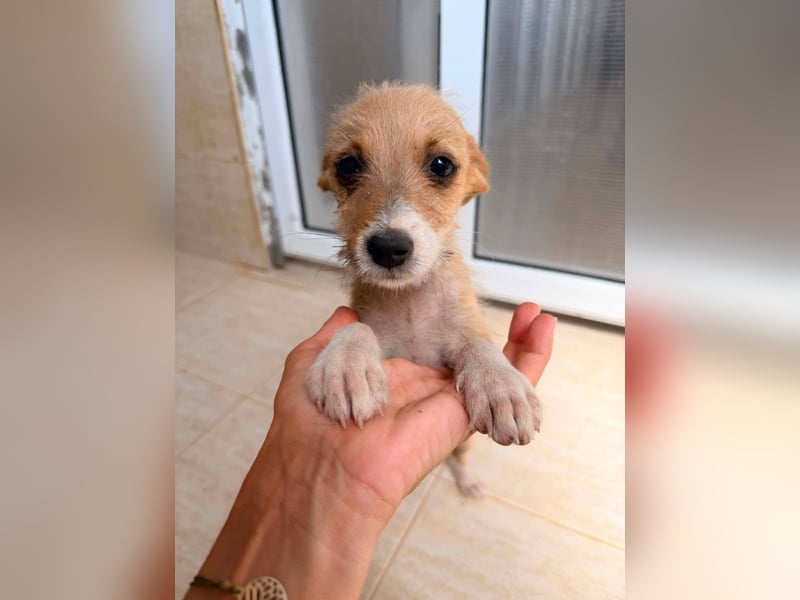 Scruffy – kleiner Welpe sucht ein liebevolles Zuhause ❤