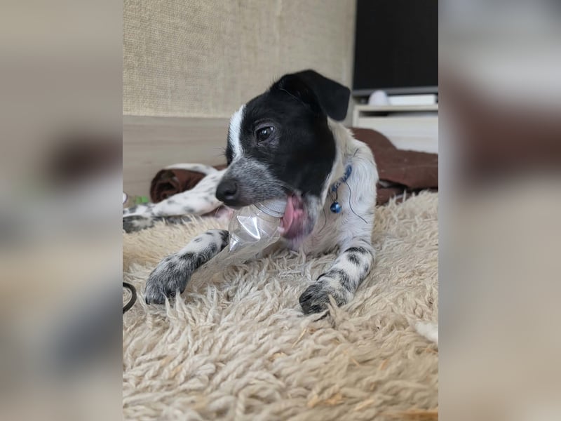 Kleiner Logan sucht sein Für-immer-Zuhause -❤