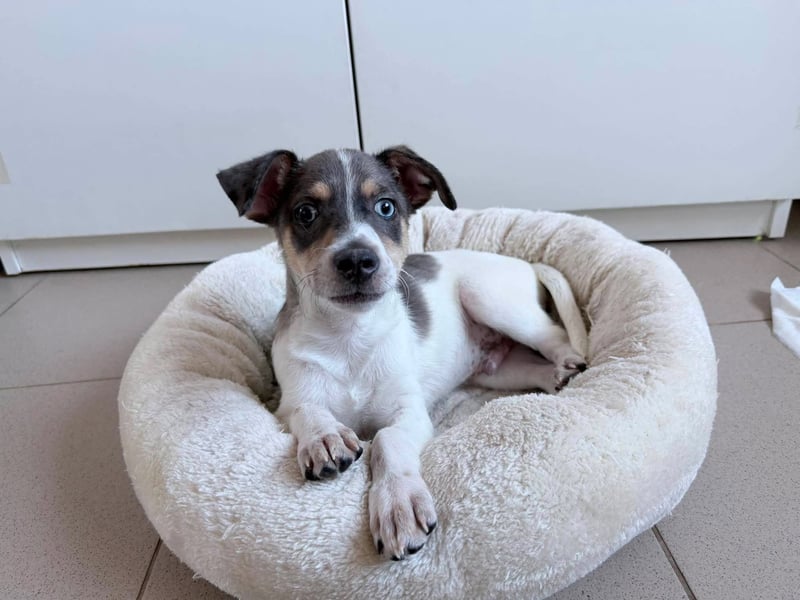 Perry auf der Suche nach seinem Glück ❤