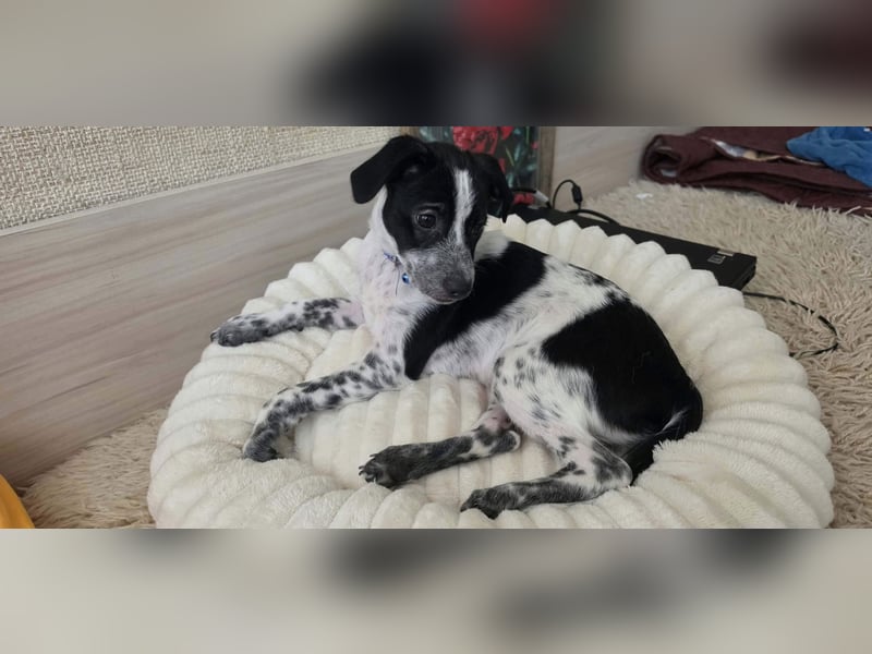 Kleiner Logan sucht sein Für-immer-Zuhause -❤