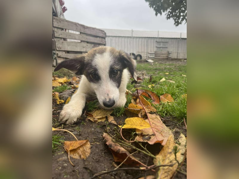 Ricky - Kleine Fellnase mit großem Herzen sucht Dich❤️