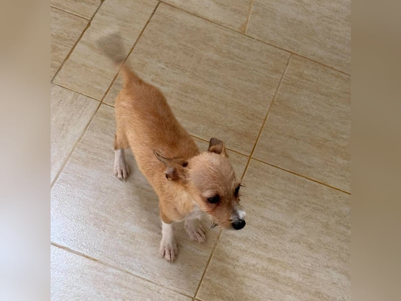 Scruffy – kleiner Welpe sucht ein liebevolles Zuhause ❤