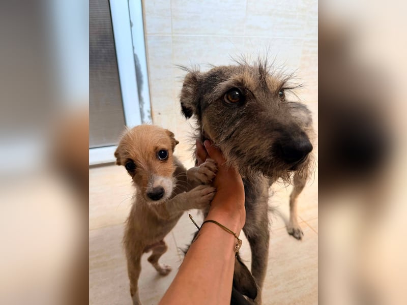 Scruffy – kleiner Welpe sucht ein liebevolles Zuhause ❤