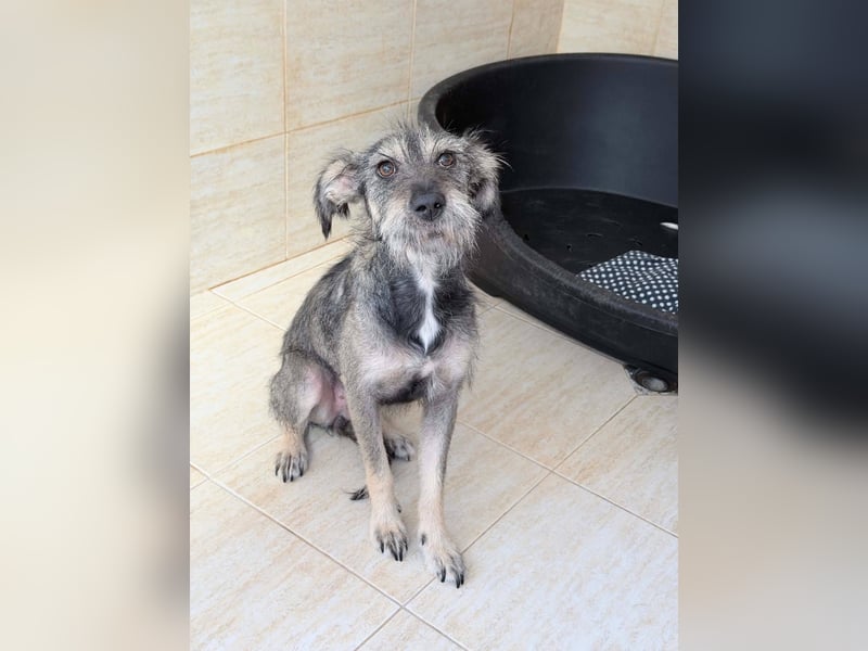 Suki - tapfere Hundemama sucht liebevolles Zuhause ❤