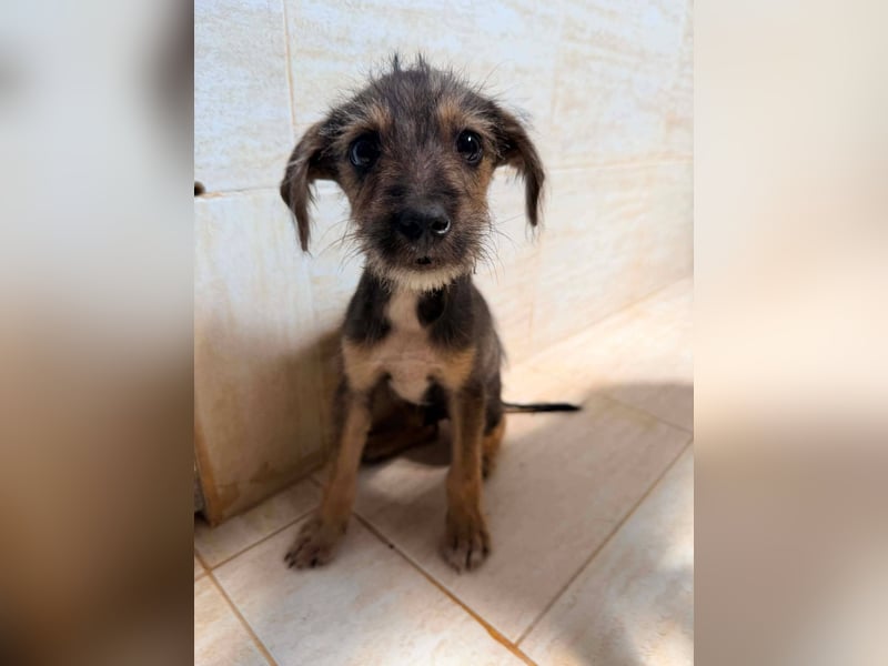 Scottie auf der Suche nach seinem großen Glück ❤